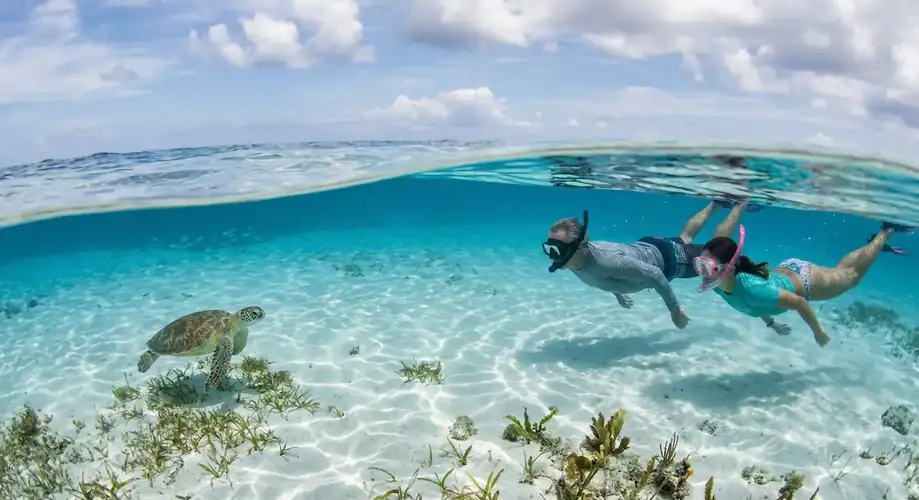 Green sea turtle swimming in the clear turquoise sea Pearl Island Resort