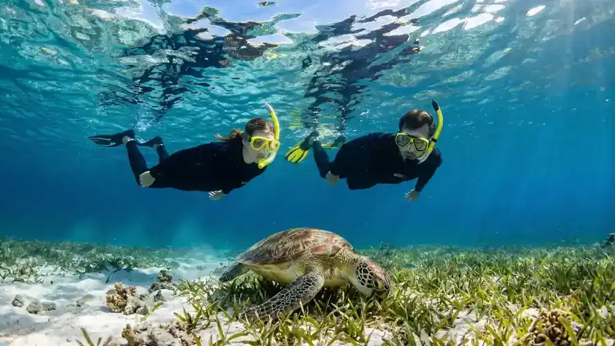 Encountering a sea turtle while snorkeling in Semporna Pearl Island Resort